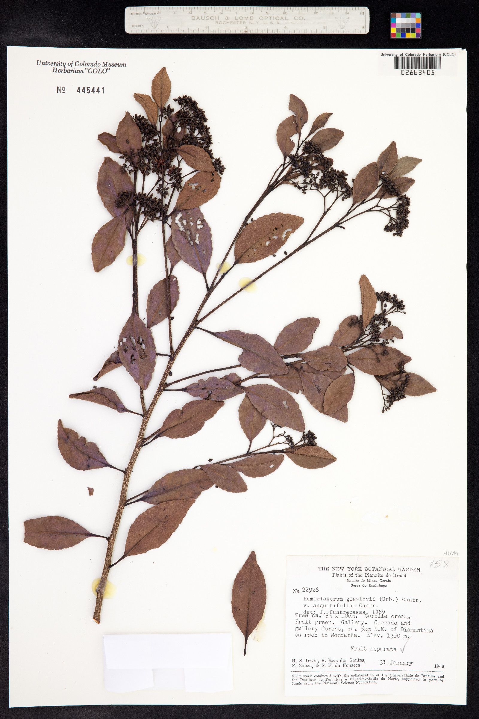 Humiriastrum glaziovii image