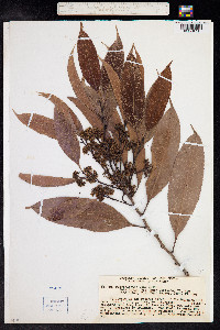 Media resource of Sacoglottis uchi