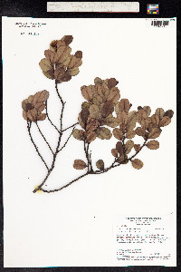 Humiria balsamifera image