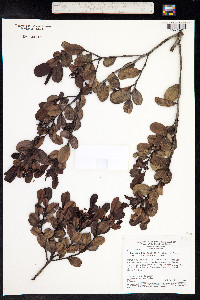 Humiria balsamifera image