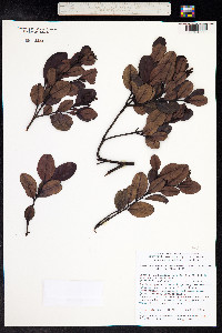 Humiria balsamifera image