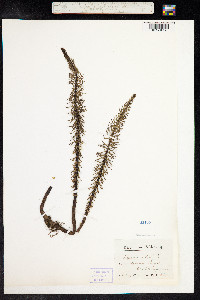 Hippuris vulgaris image