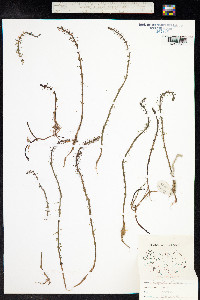 Hippuris vulgaris image