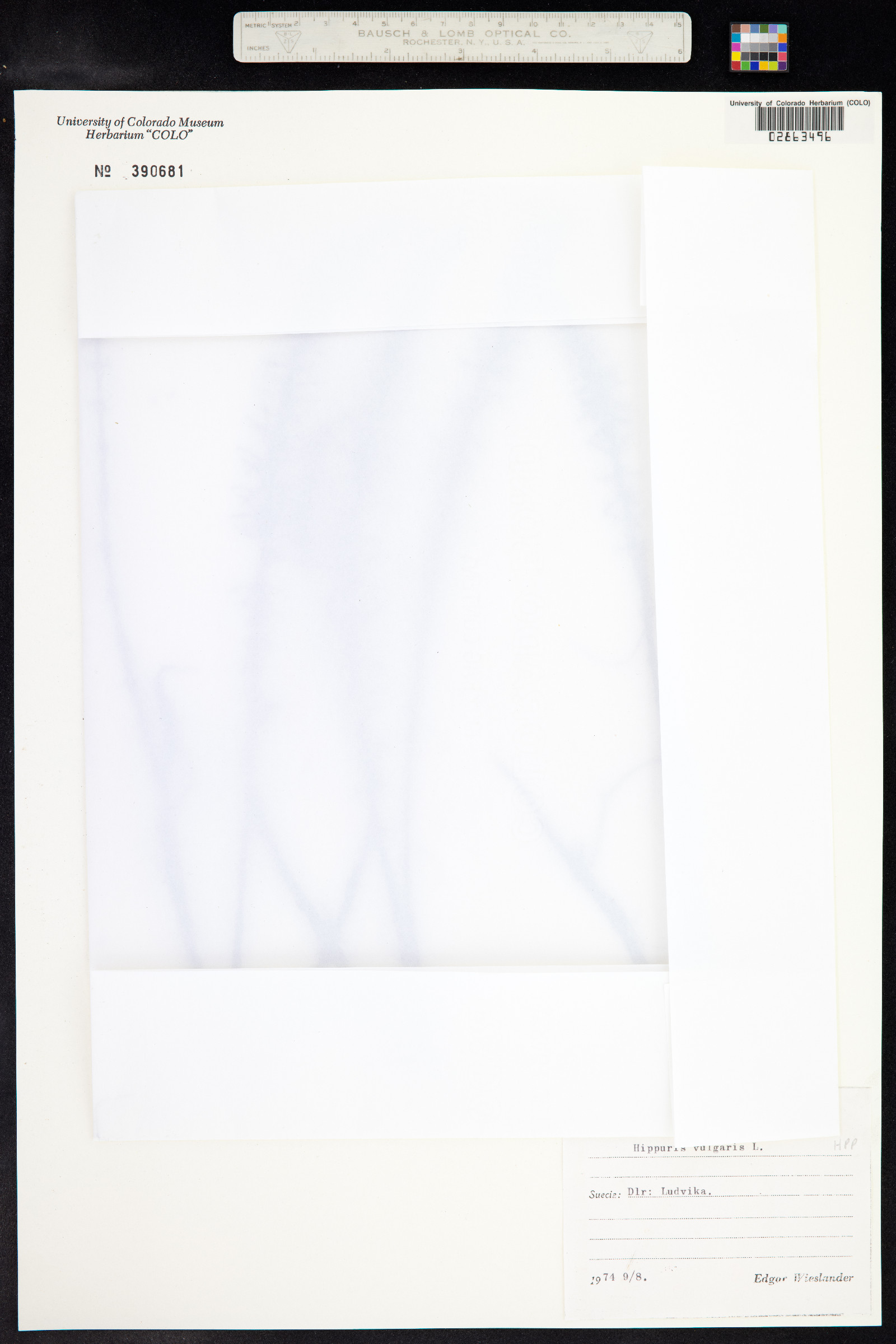 Hippuris vulgaris image