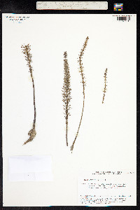 Hippuris vulgaris image