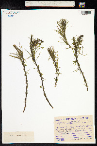 Hippuris vulgaris image