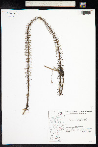 Hippuris vulgaris image