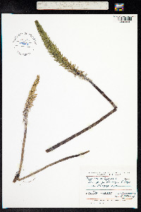 Hippuris vulgaris image