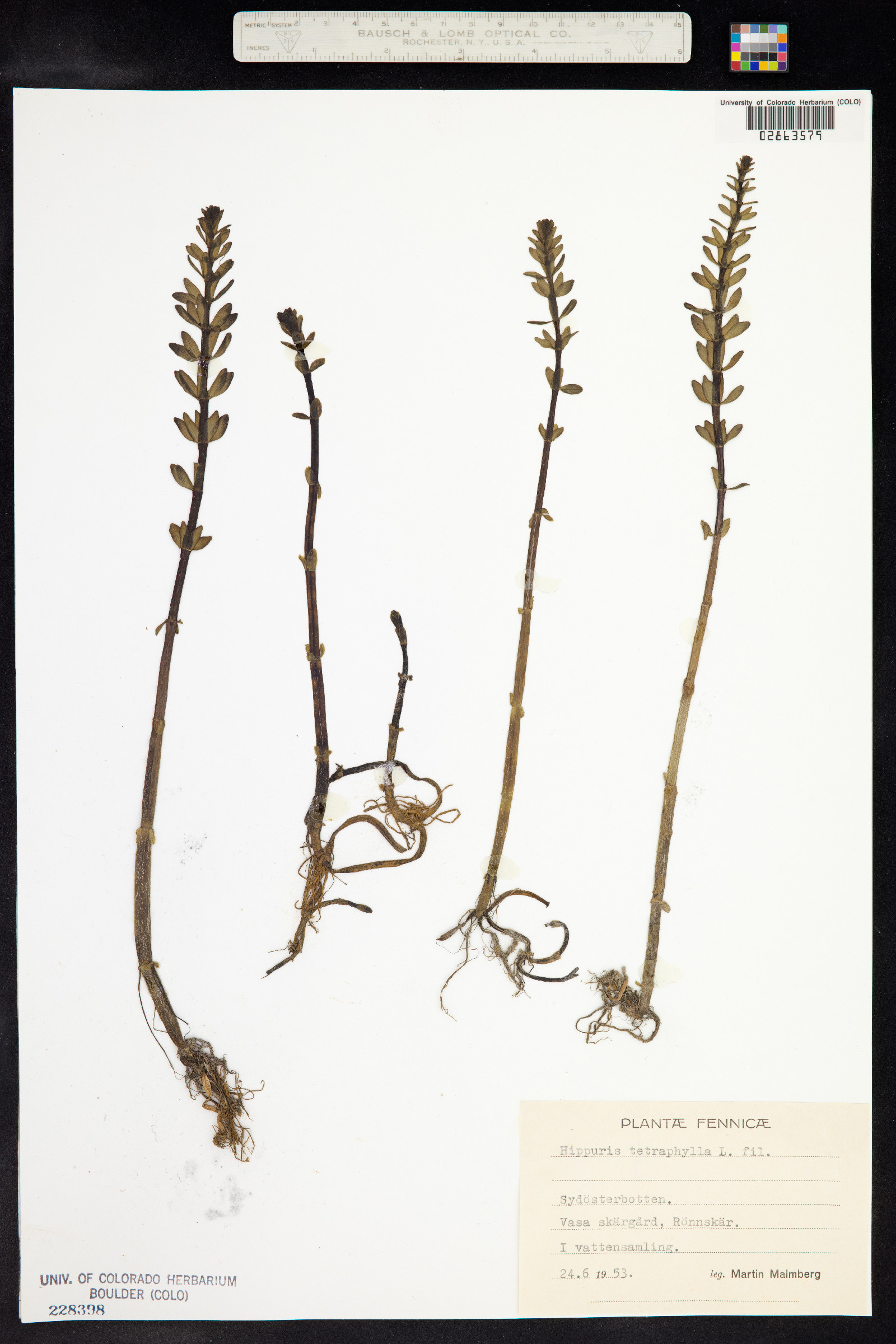 Hippuris tetraphylla image