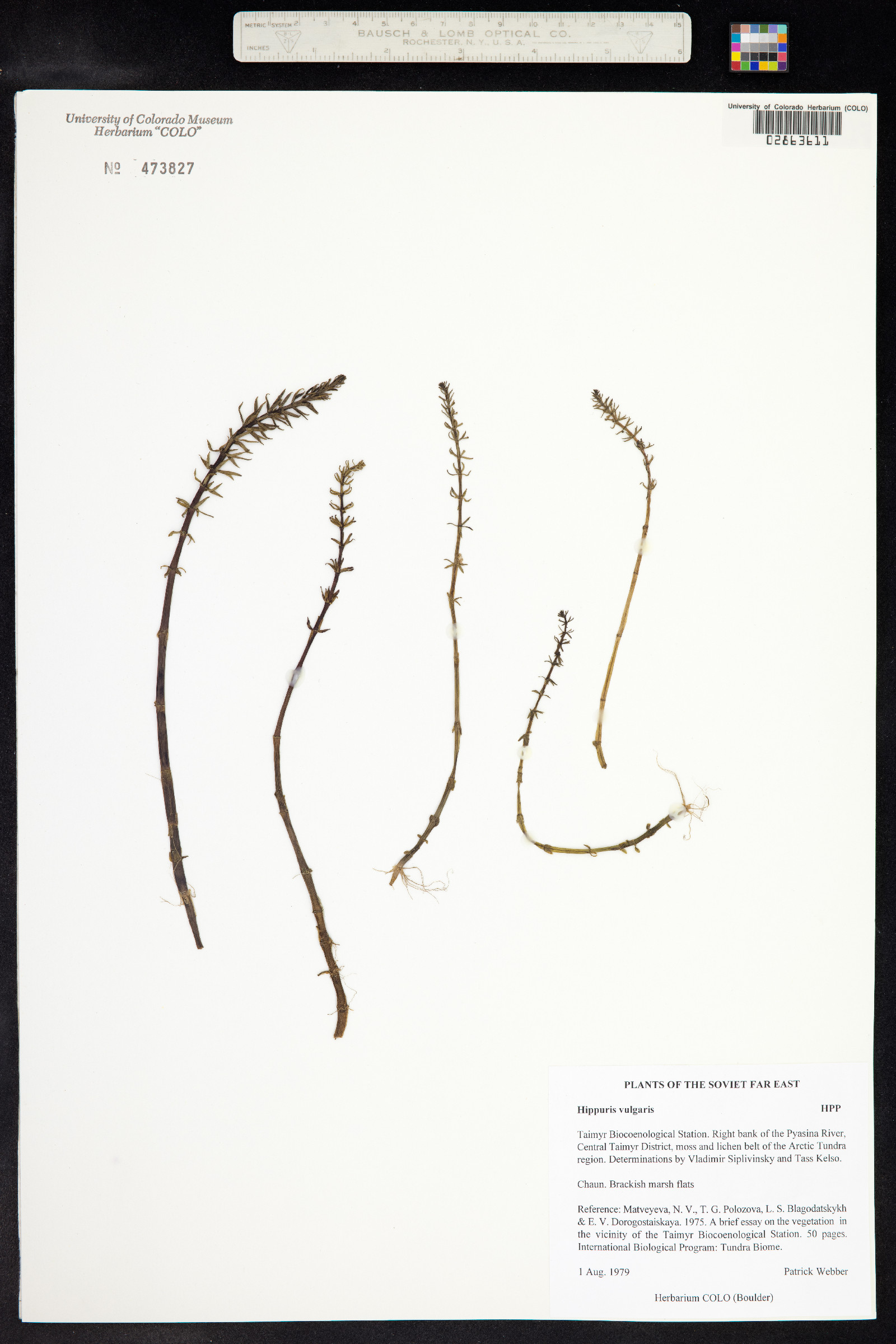 Hippuridaceae image