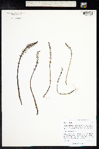 Hippuris vulgaris image