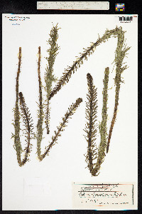 Hippuris vulgaris image