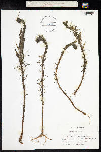 Hippuris vulgaris image