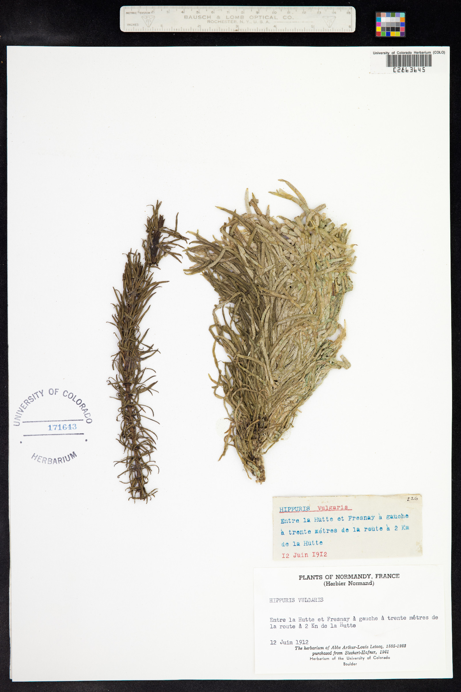 Hippuris vulgaris image