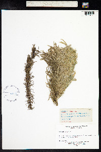 Hippuris vulgaris image