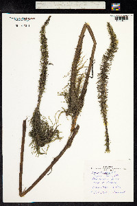 Hippuris vulgaris image