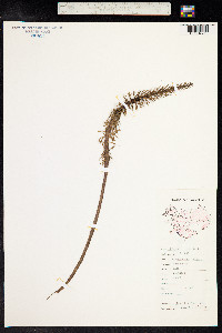 Hippuris vulgaris image