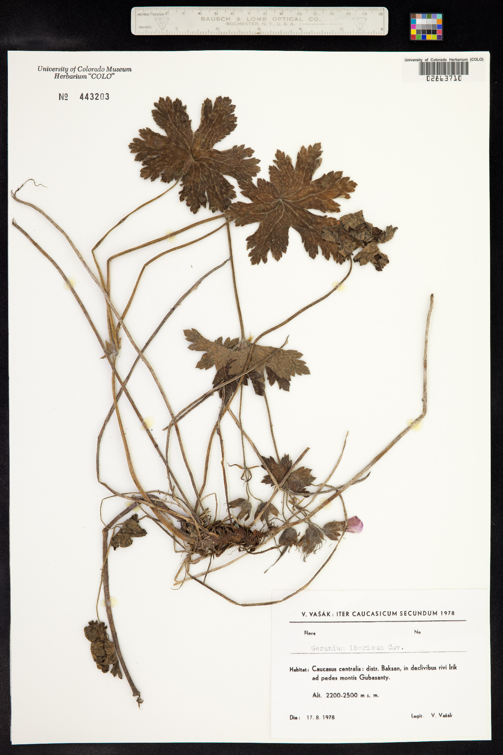 Geranium ibericum image
