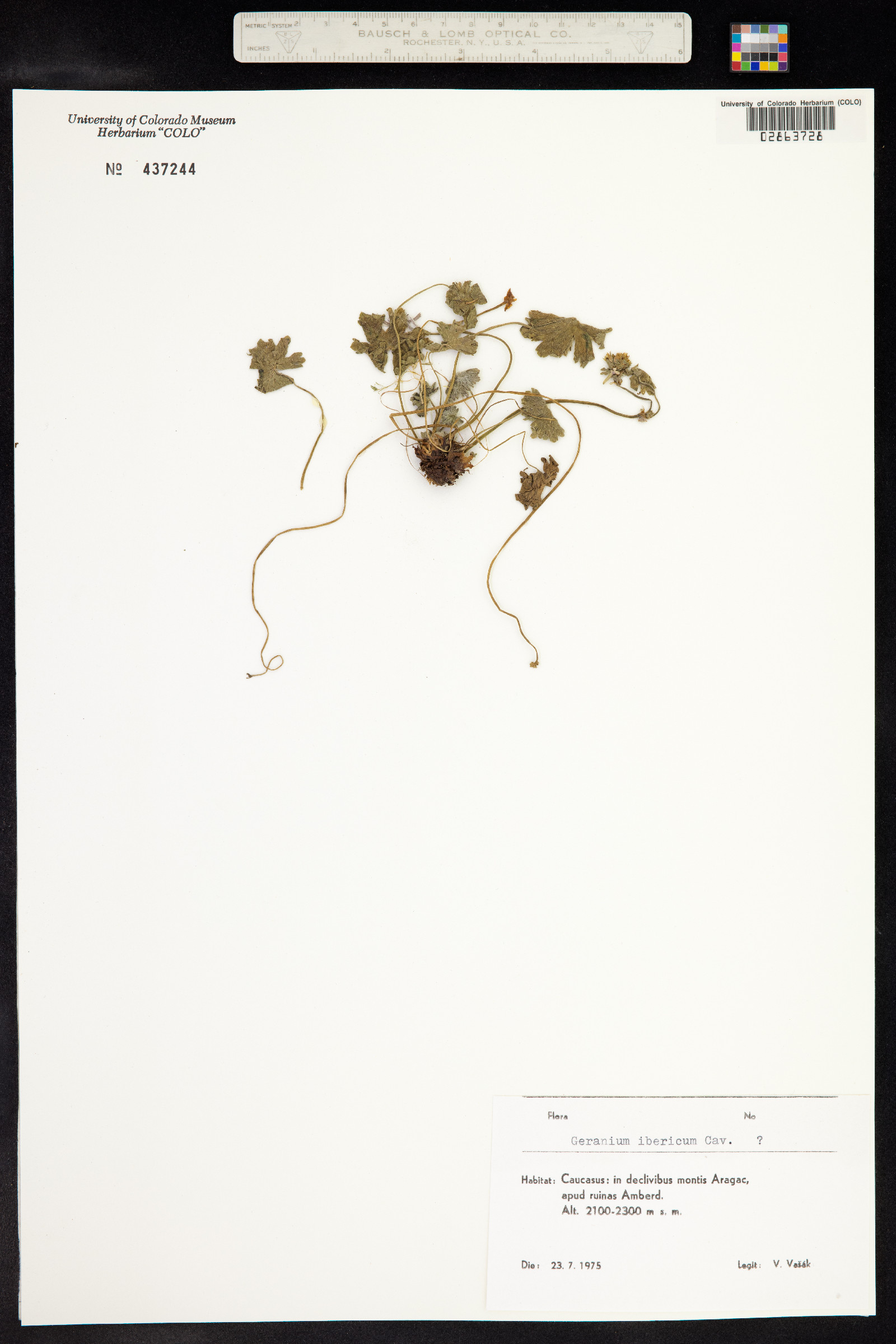 Geranium ibericum image
