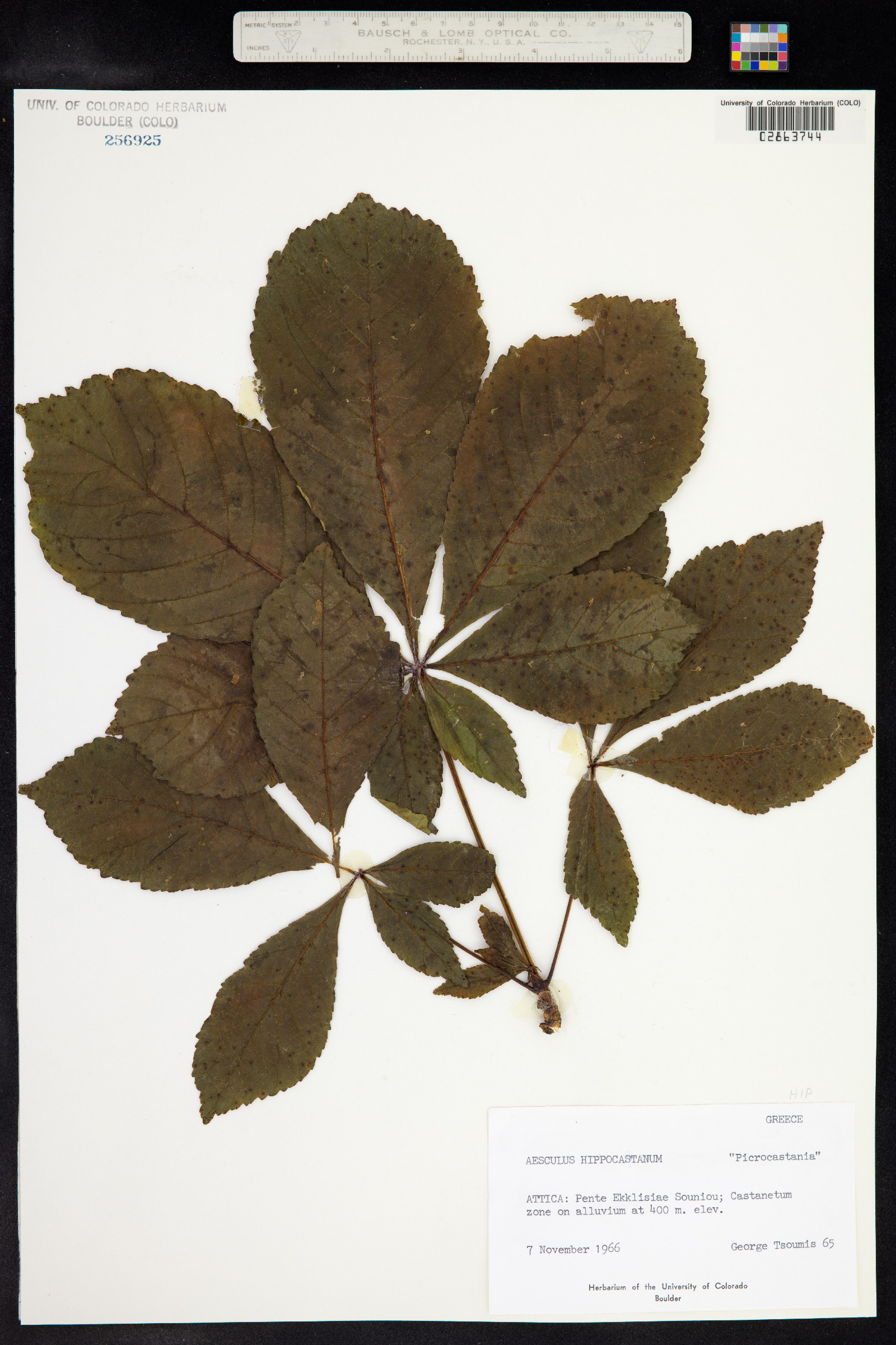 Aesculus hippocastanum image