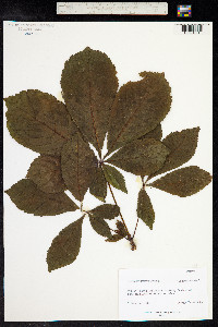 Aesculus hippocastanum image