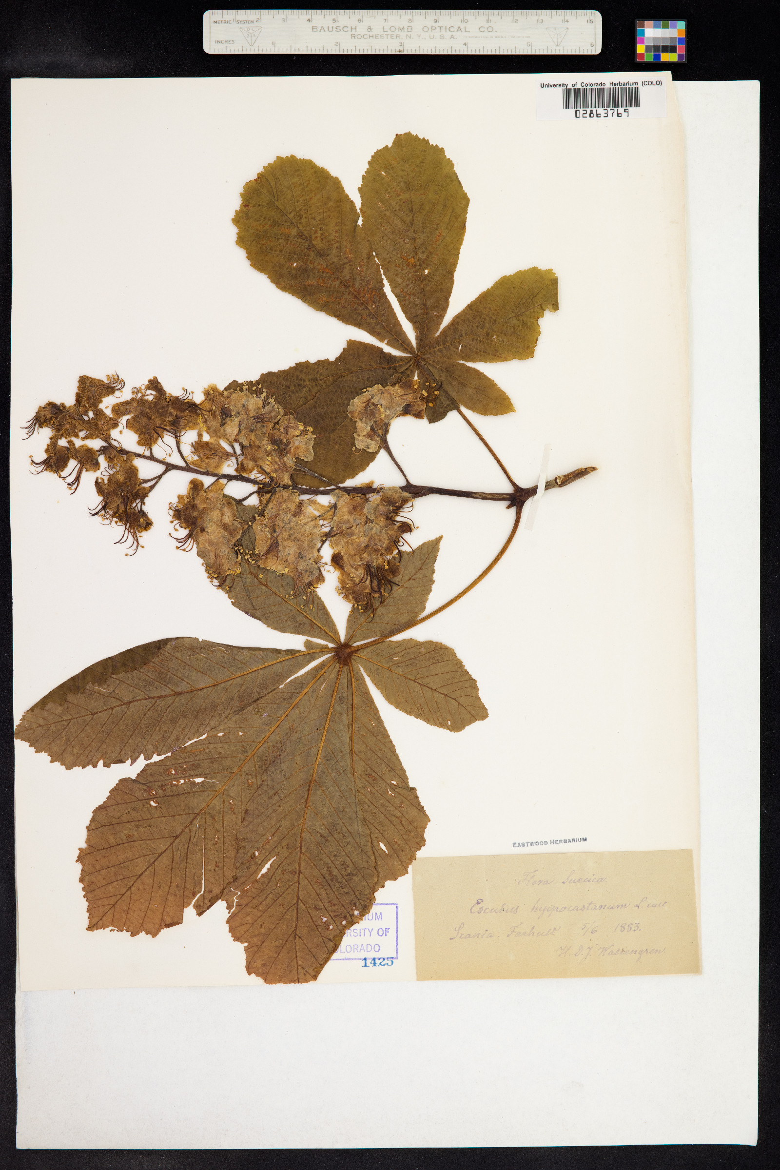 Aesculus hippocastanum image