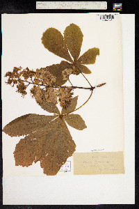 Aesculus hippocastanum image