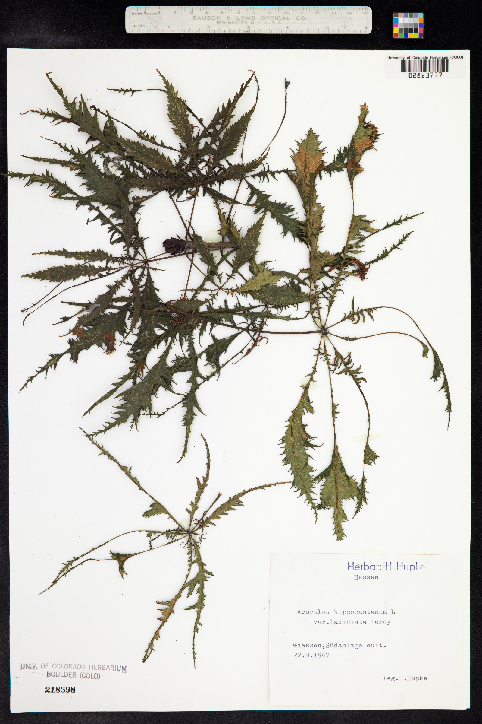 Aesculus hippocastanum image