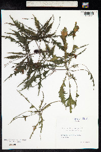 Aesculus hippocastanum image