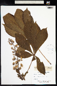 Aesculus hippocastanum image