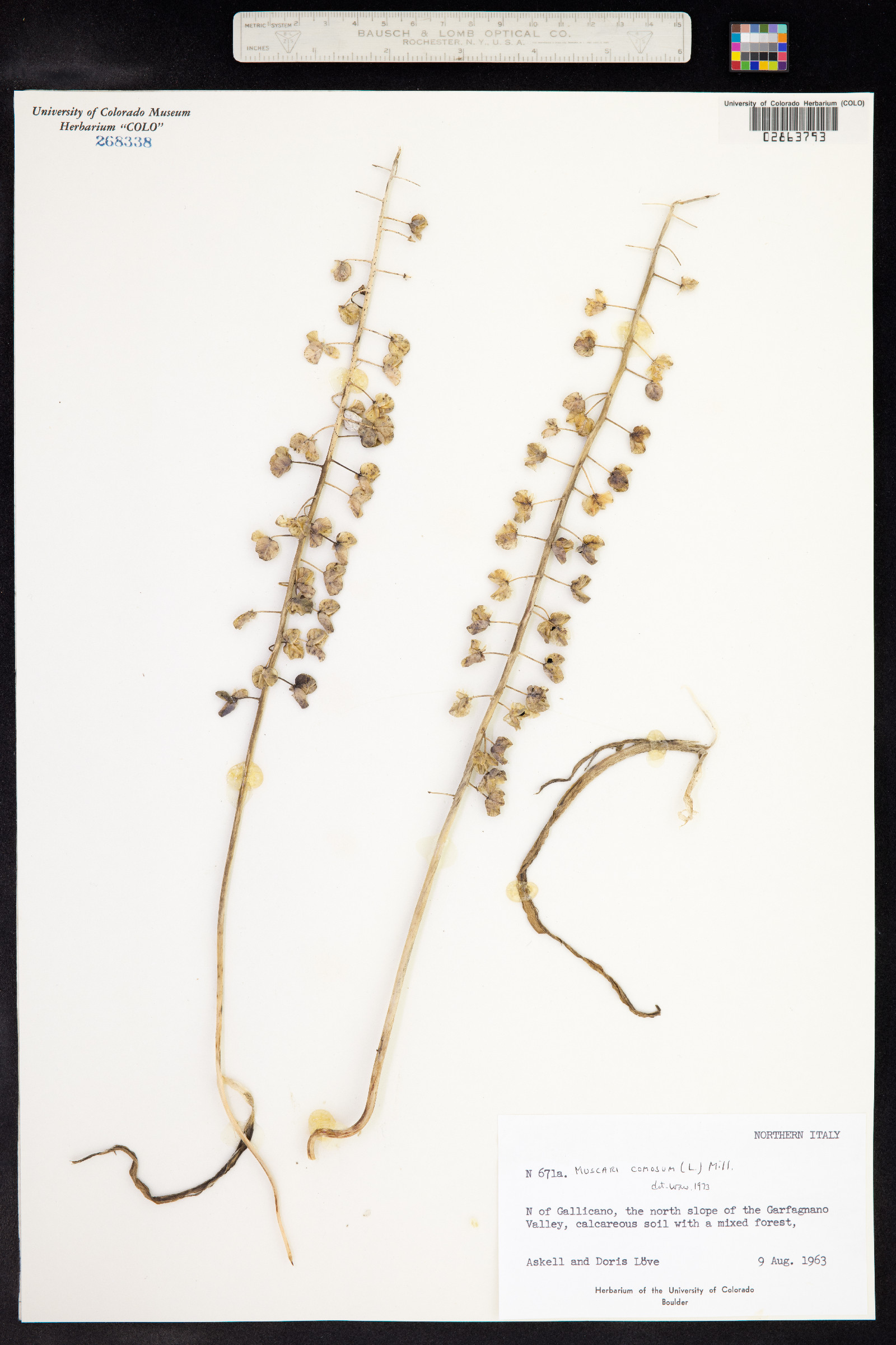 Muscari comosum image