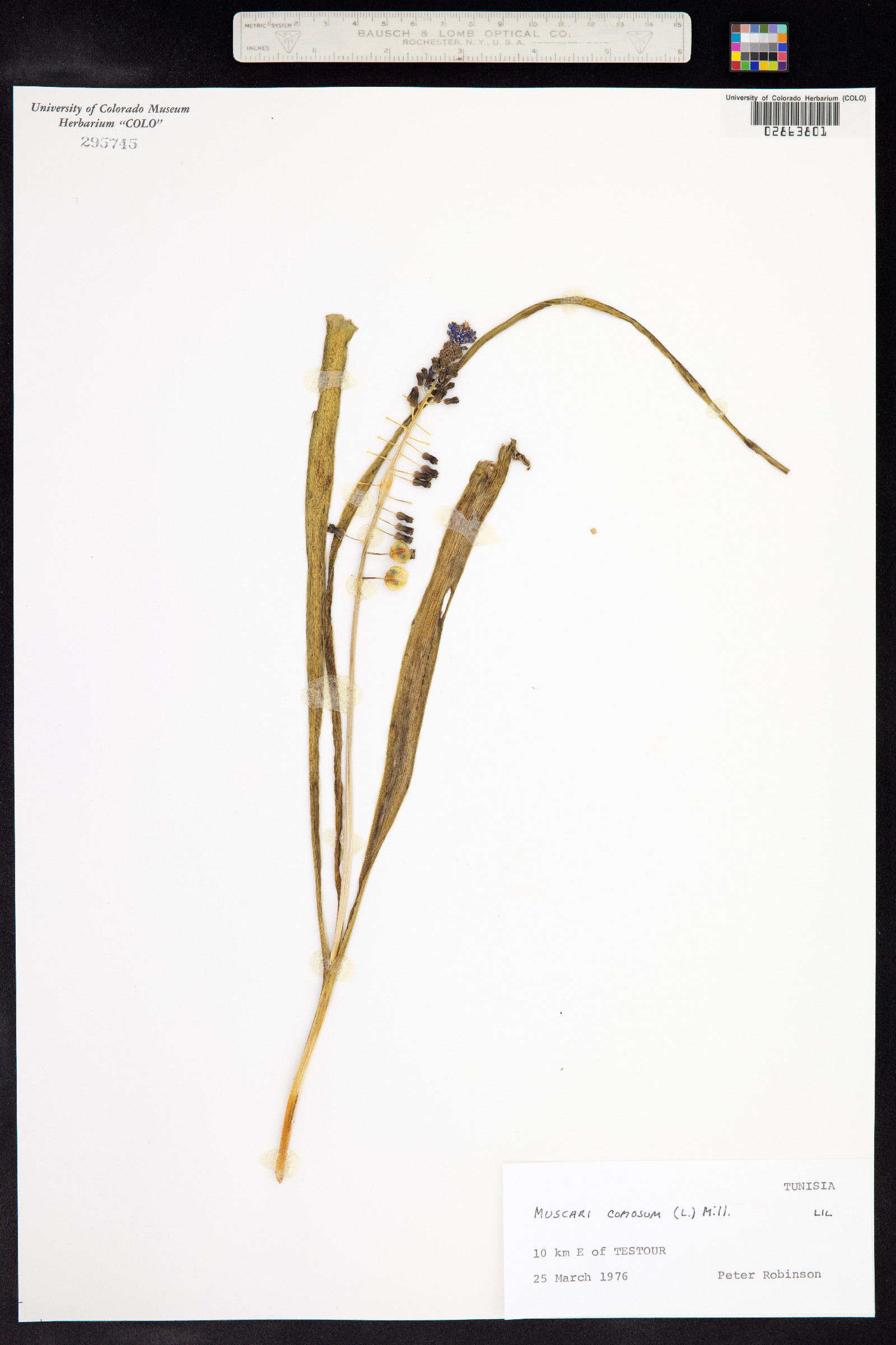 Muscari comosum image