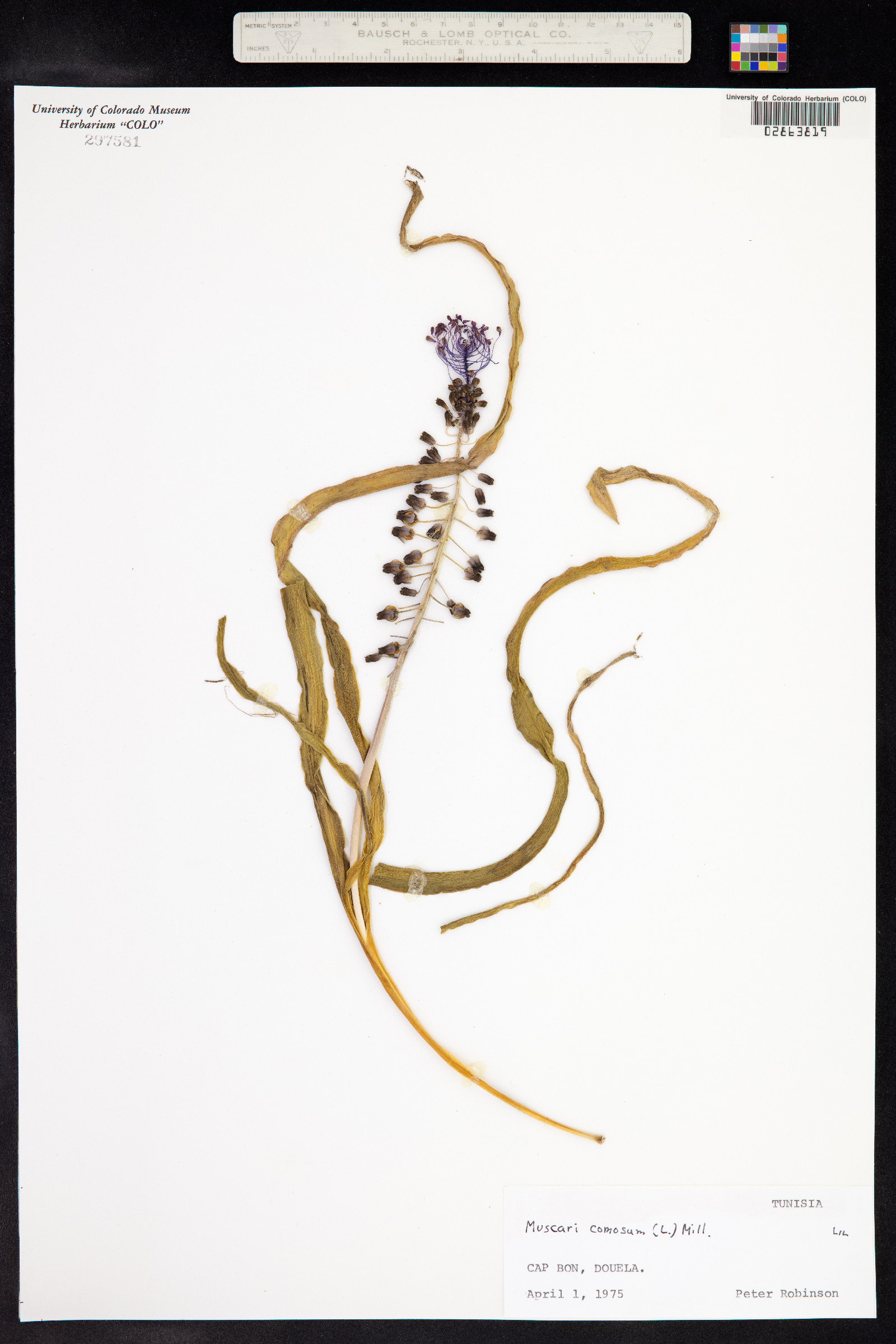 Muscari comosum image