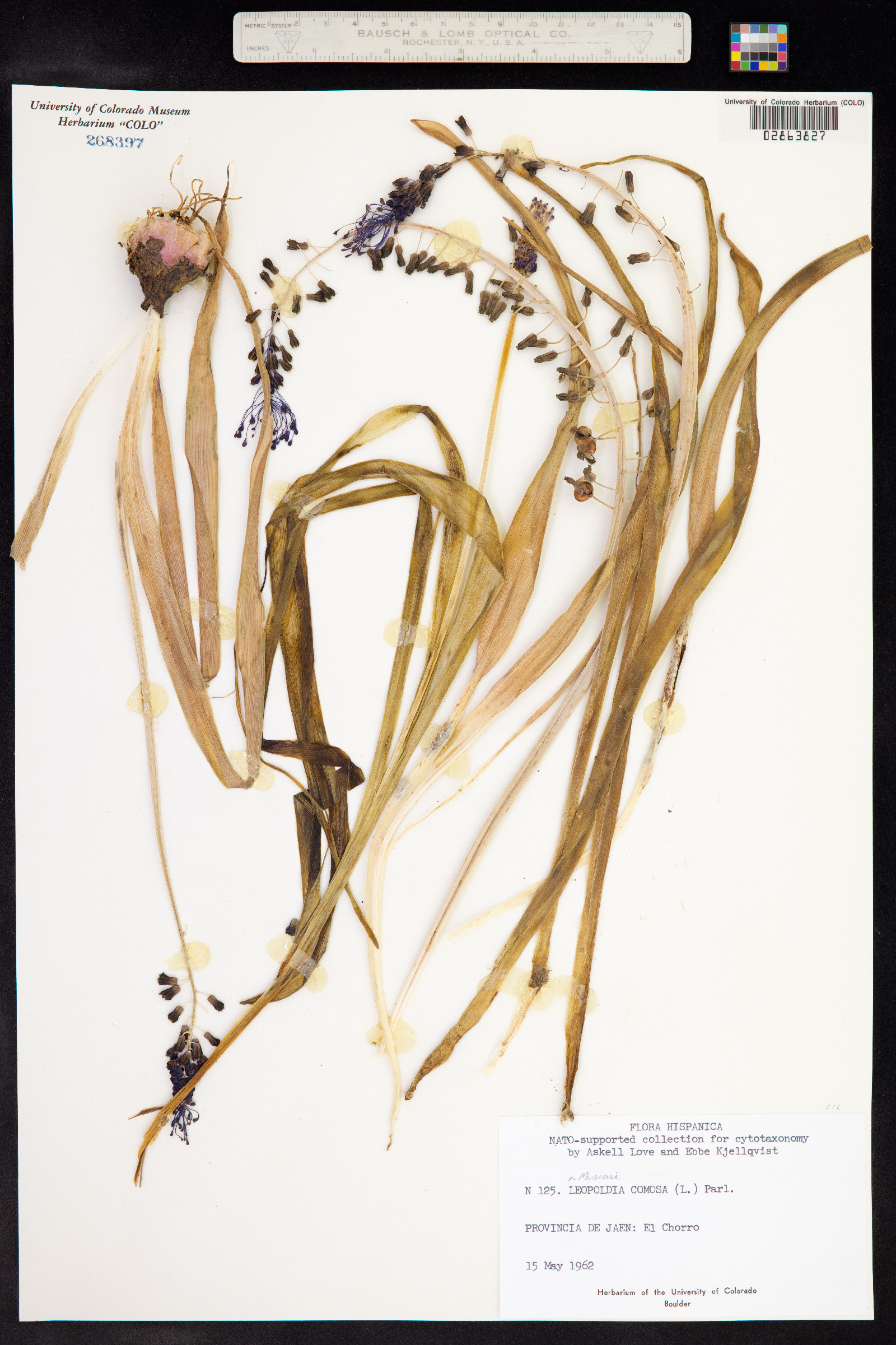 Muscari comosum image