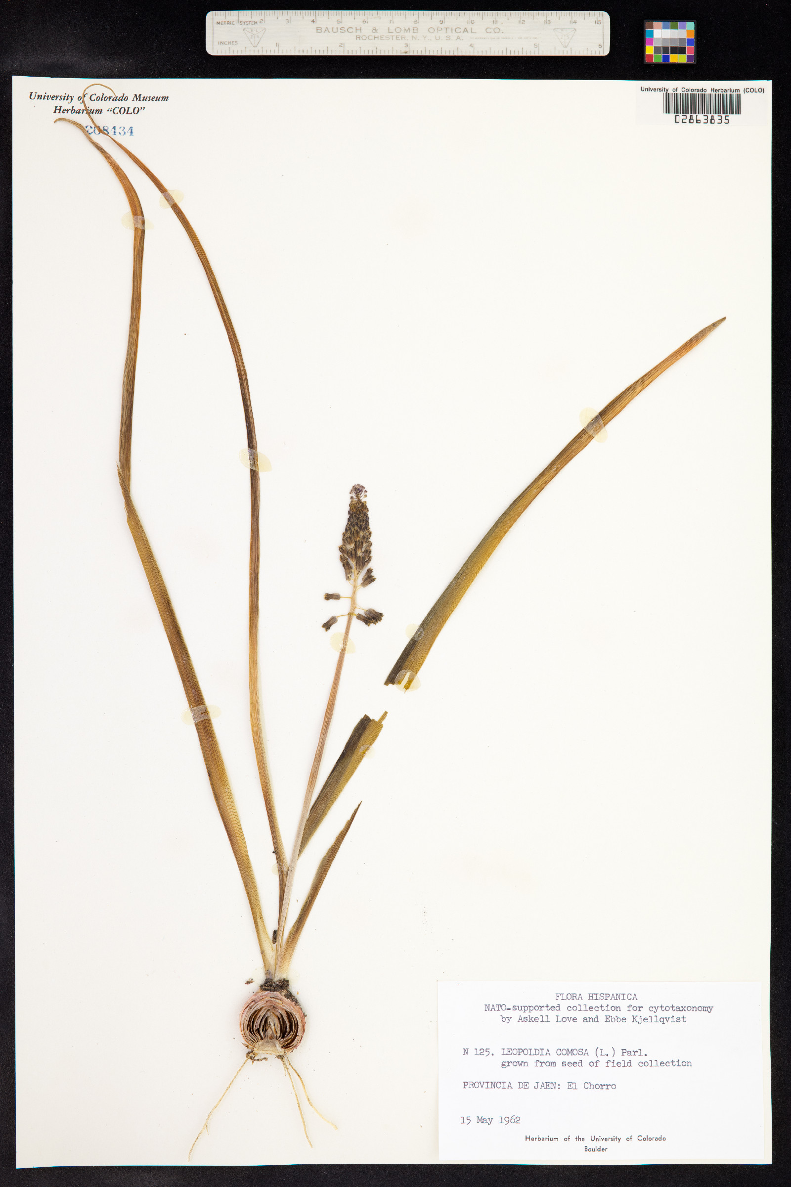 Muscari comosum image