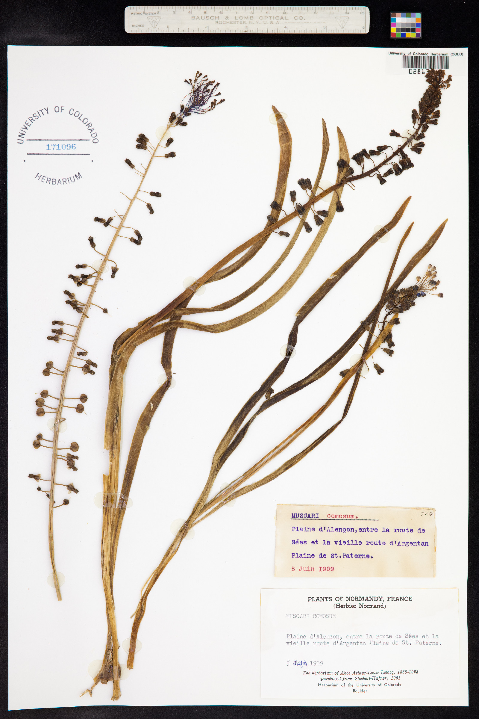 Muscari comosum image