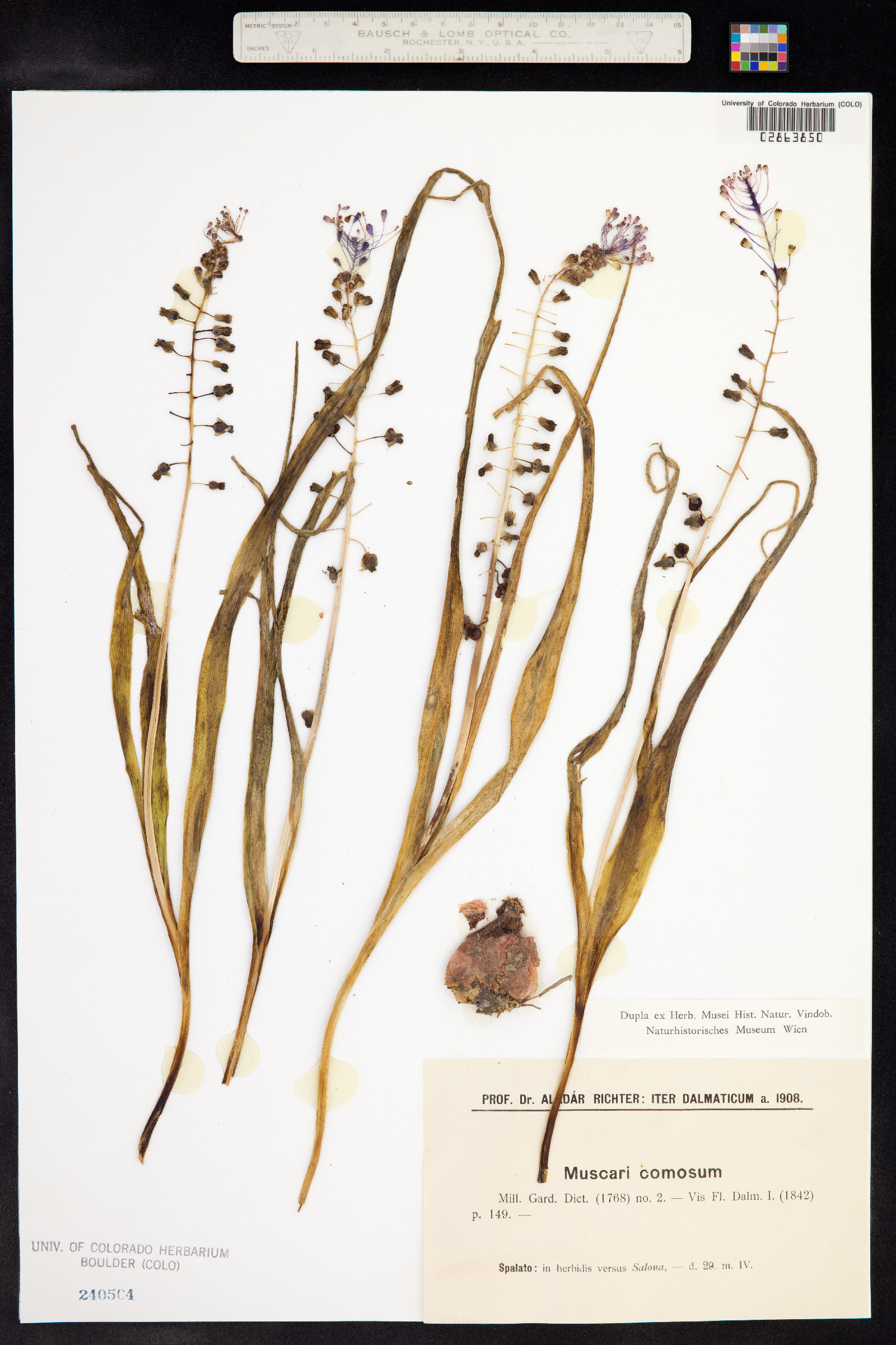 Muscari comosum image