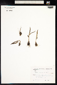 Muscari armeniacum image