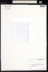 Muscari armeniacum image