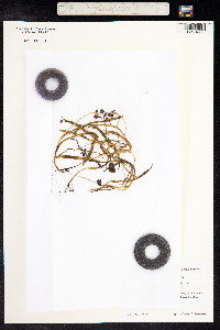 Muscari armeniacum image