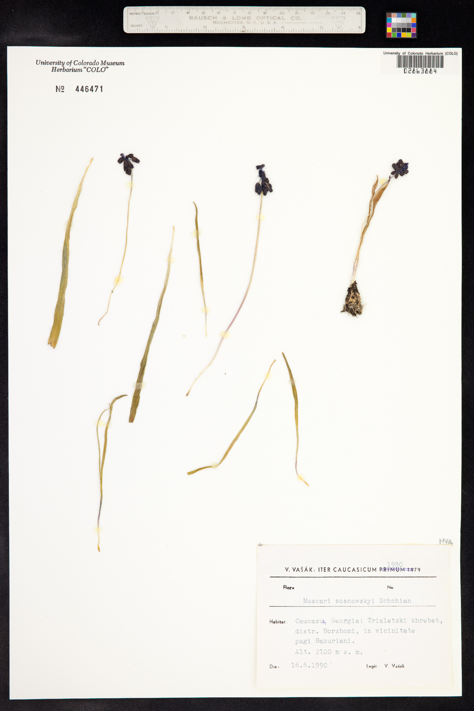 Muscari armeniacum image
