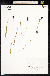 Muscari armeniacum image