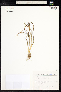 Muscari armeniacum image