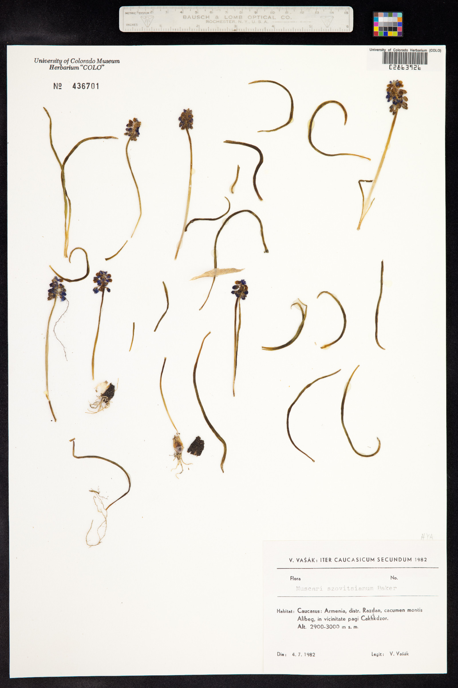 Muscari armeniacum image