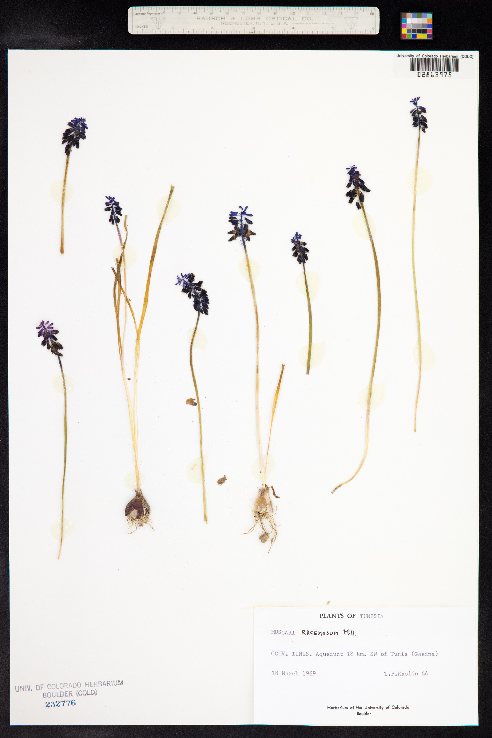 Muscari neglectum image