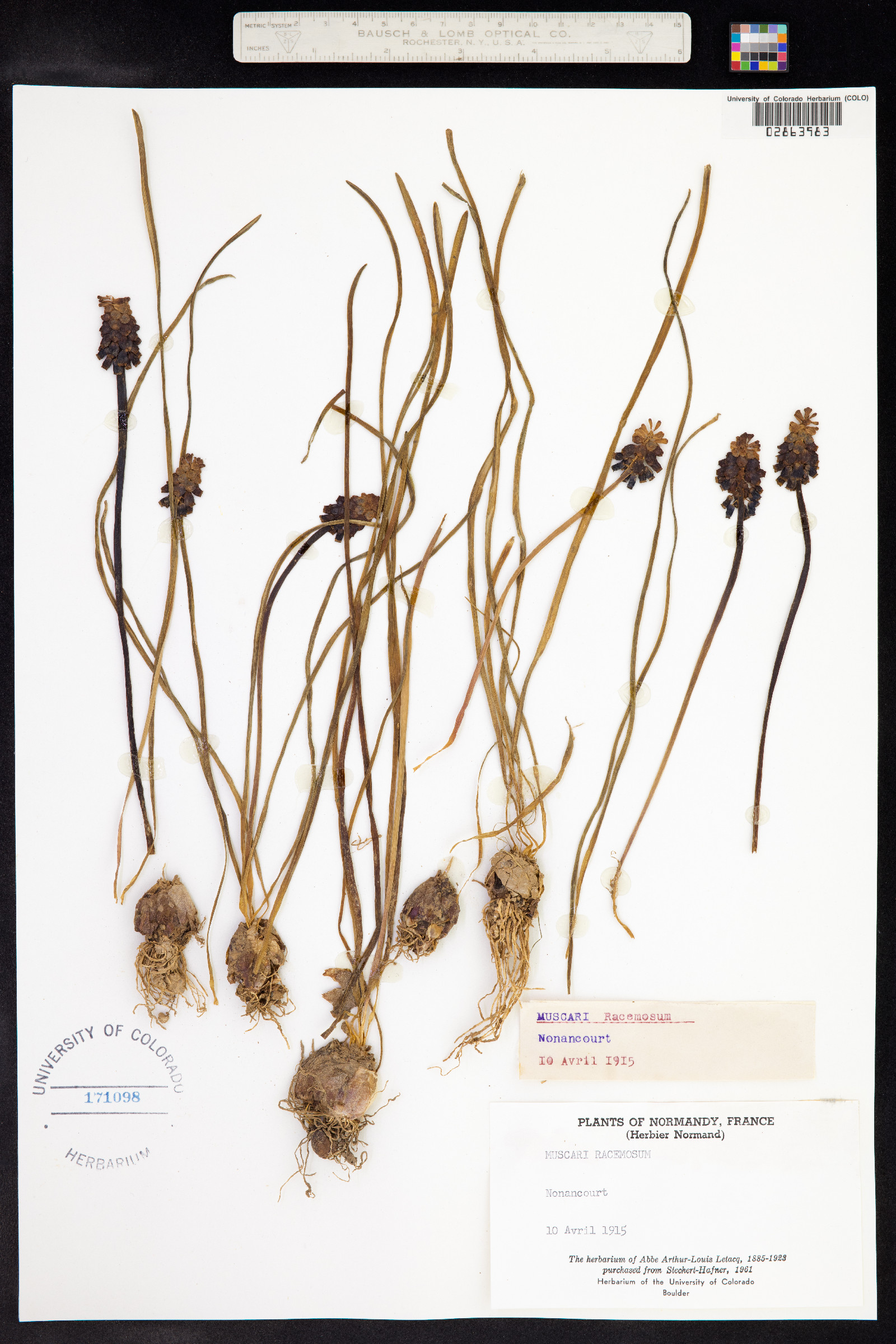 Muscari neglectum image