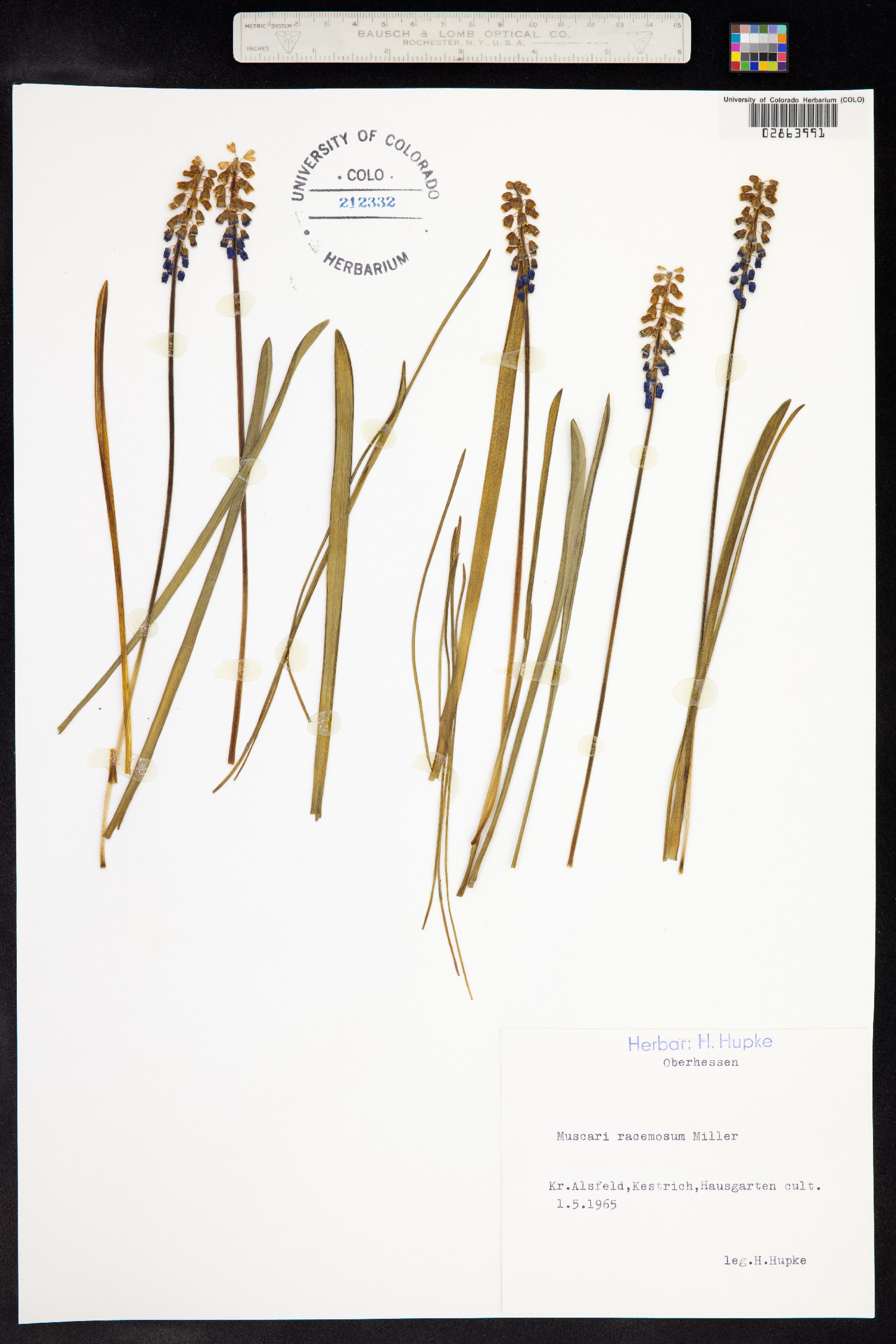 Muscari neglectum image