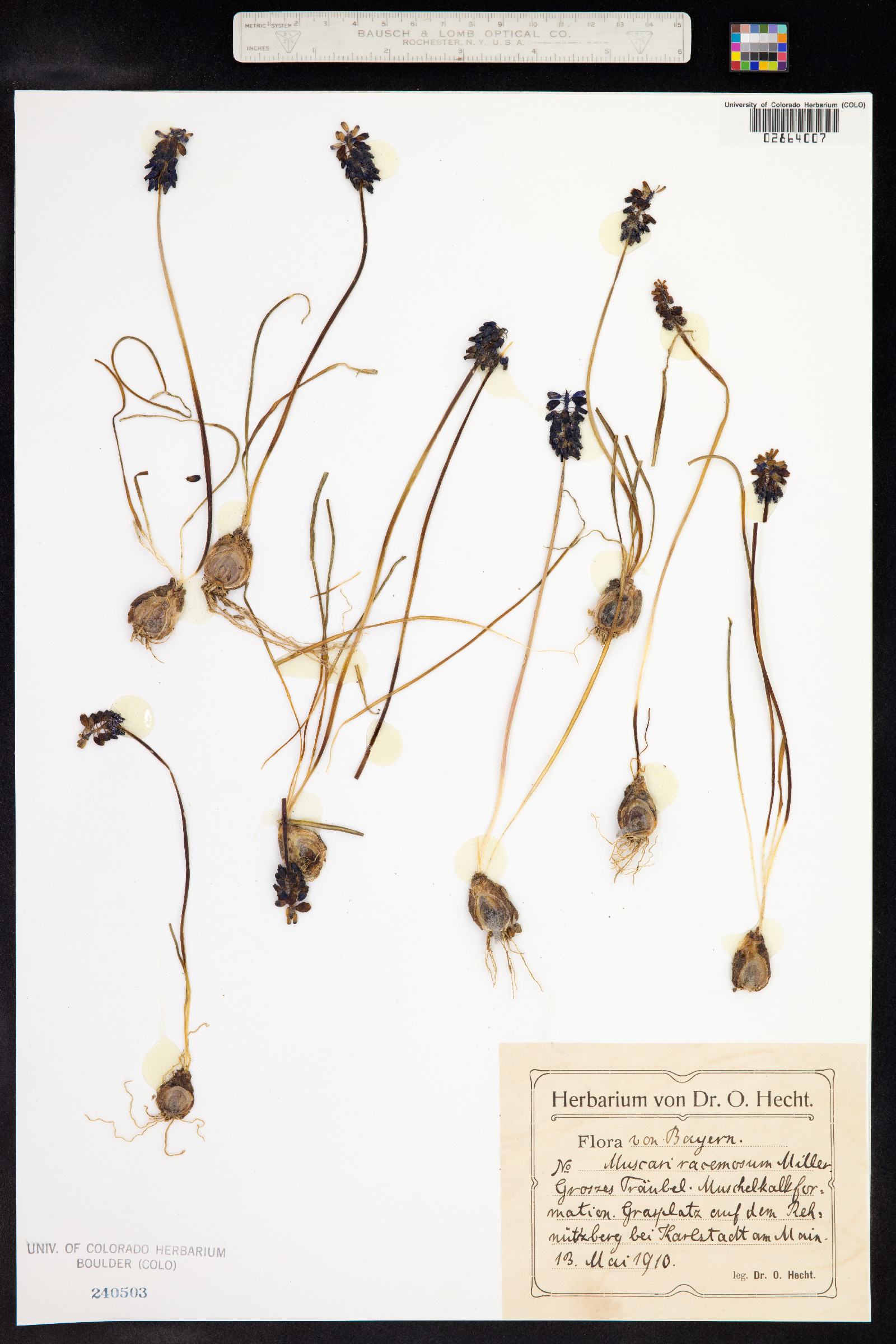 Muscari neglectum image
