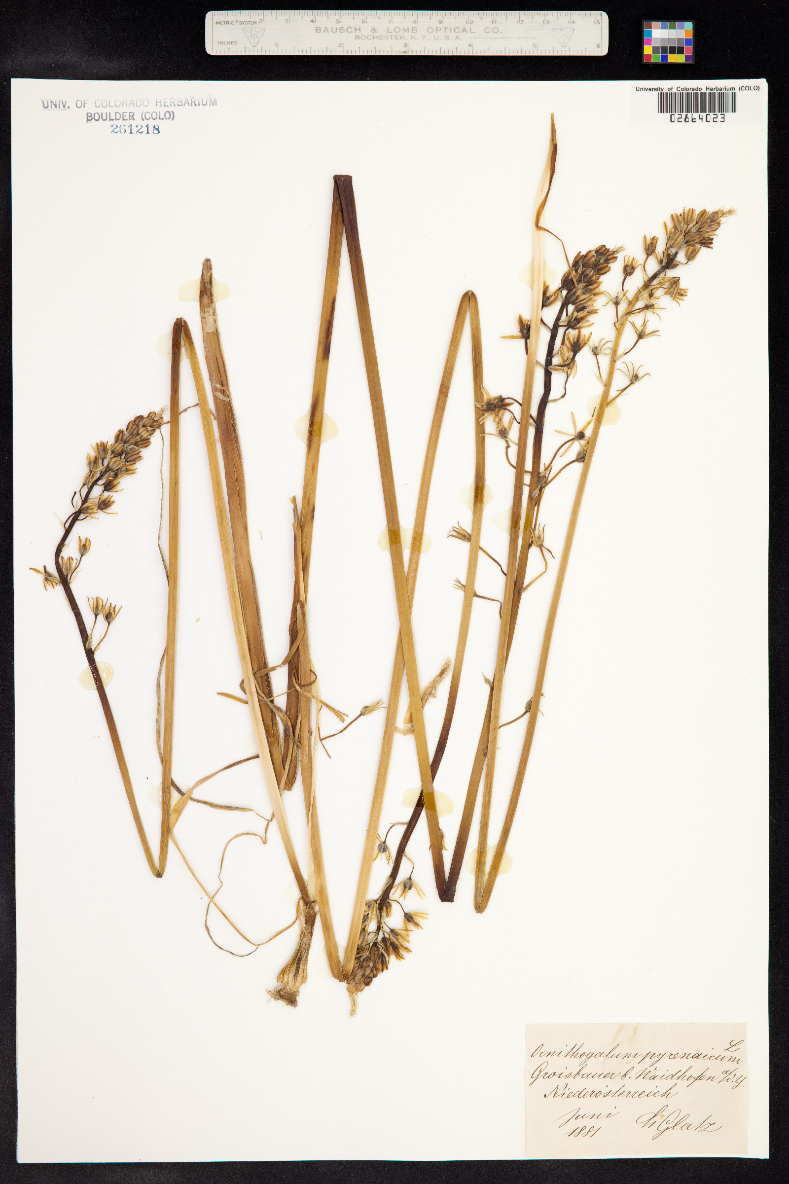 Ornithogalum pyrenaicum image