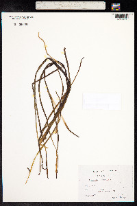 Ornithogalum pyrenaicum image